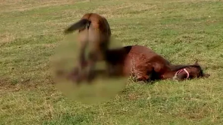 Cal din Iași, eutanasiat după ce a fost găsit cu răni de secure şi fracturi grave la un picior. Suspect este un bărbat, acuzat în trecut că ar fi provocat și moartea unei vaci 