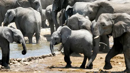 BRACONAJUL face noi victime. Zeci de ELEFANȚI, uciși într-o rezervație