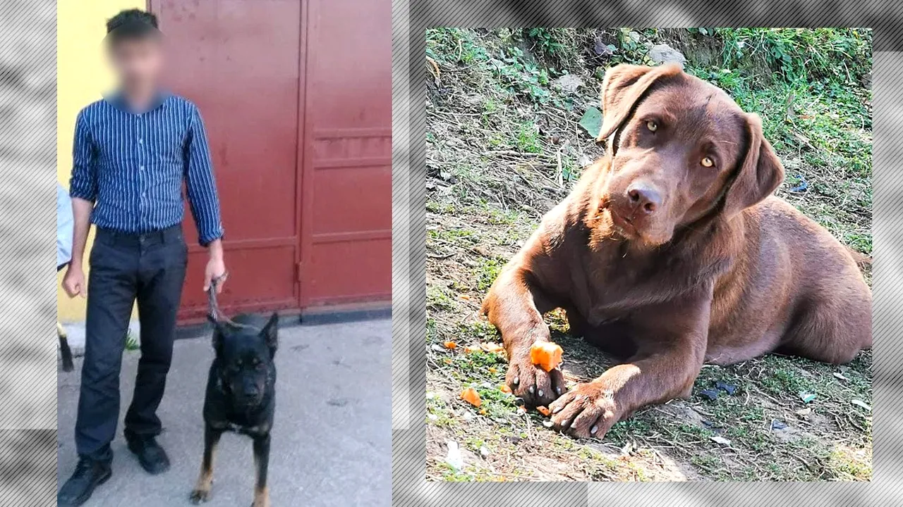 Hunedoreanul acuzat că ar fi violat o cățelușă a ajuns în fața instanței. Zeci de iubitori de animale s-au strâns la judecătorie /„I-a picat fața”