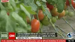 Roșia românească se vinde scump la piață. Un kilogram costă cât două kilograme de carne de porc