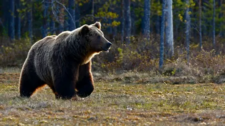 Despăgubiri de 240.000 de euro pentru familia unui român ucis în 2019 de urs în Mureș