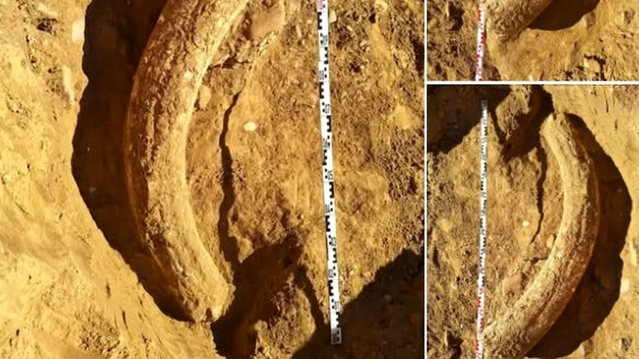 Descoperirea fabuloasă în Buzău: incisiv de 1,2 metri, provenit de la un MAMUT lânos contemporan cu primii oameni moderni, găsit într-o ravenă!