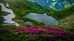 De ce munții Europei devin tot mai verzi și ce se întâmplă cu plantele care cresc la altitudine