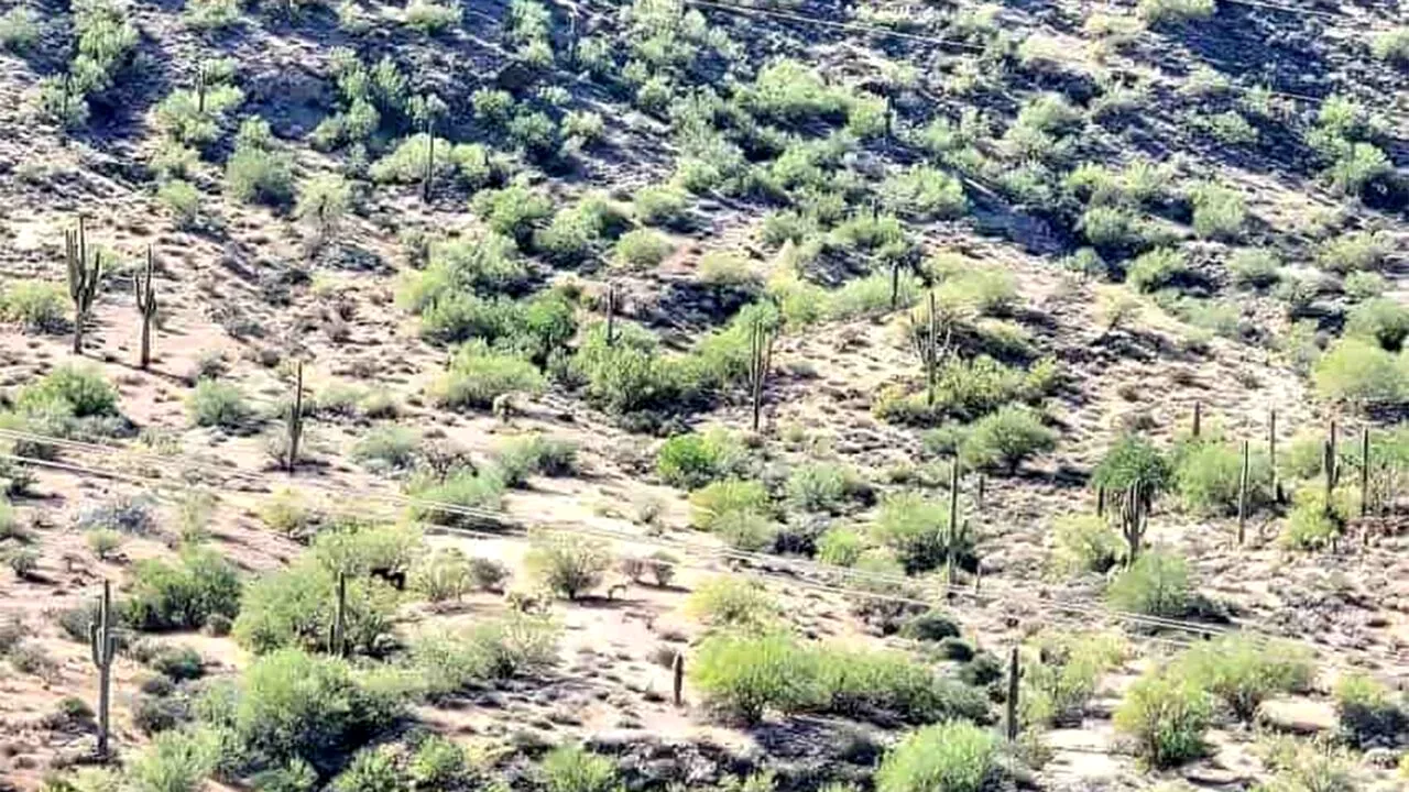 Test de optică | Ai ochi de VULTUR dacă poți găsi calul din această imagine