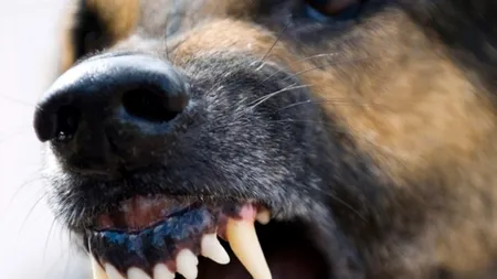 Ce se va construi pe terenul unde Ionuț Anghel a fost ucis de câini, în 2013