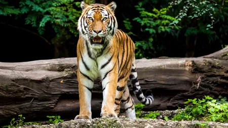 Povestea tigrului care a mâncat 436 de oameni în Nepal și India. Un singur vânător i-a venit de hac