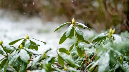 Ninsorile, salvarea culturilor afectate de secetă? Ce spun agricultorii