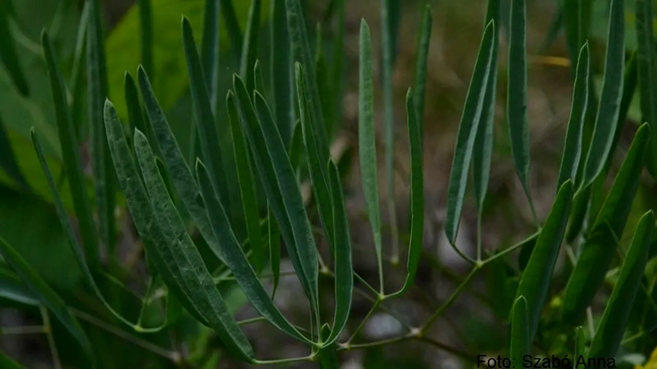 Descoperirea senzațională în România: Biologii au identificat o nouă specie de plantă. Galerie FOTO