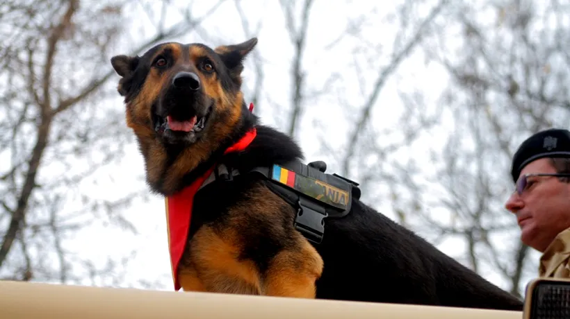 Reacția MApN în cazul lui Max, câinele-erou al Armatei 