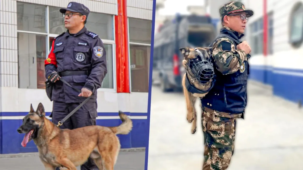 Barton, polițistul cu trei picioare. Cățelul, ciobănesc belgian, face o echipă de pomină cu un coleg șchiop uman japonez