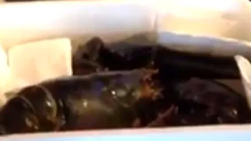 Cum a fost salvat un homar de 110 ani, chiar înainte de a ajunge în meniul zilei la un restaurant. VIDEO