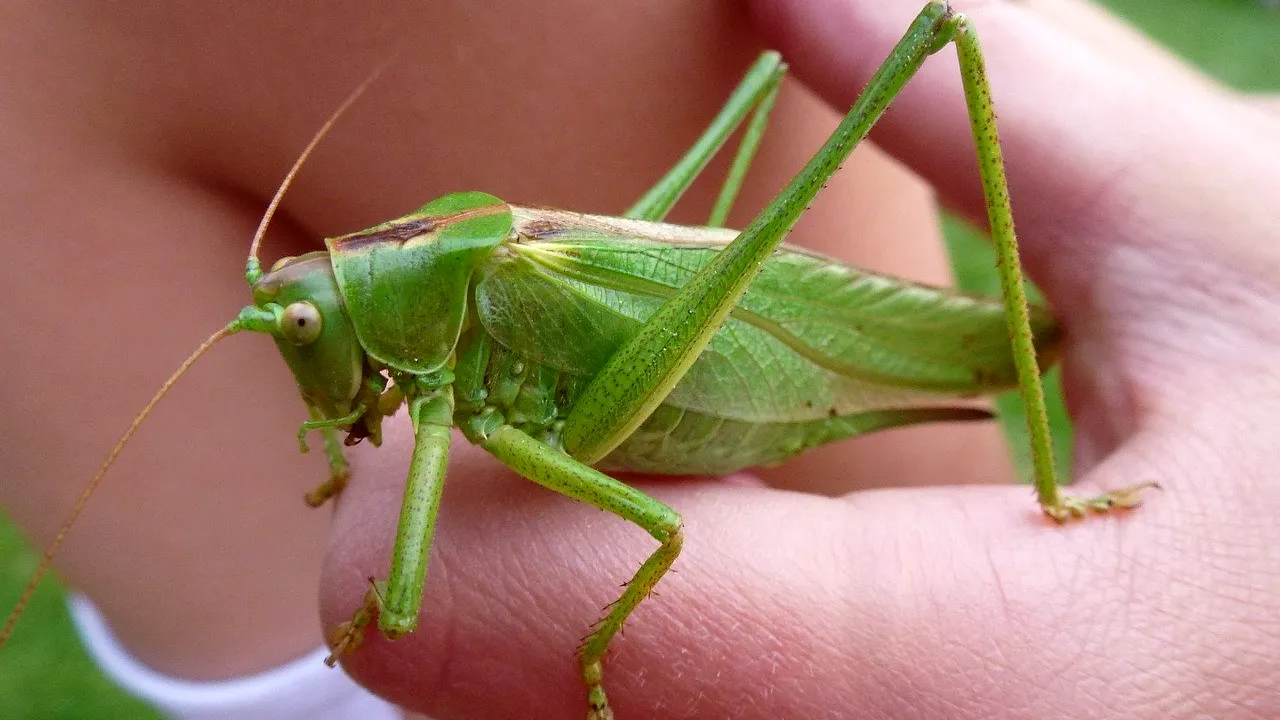 Alimentele pe bază de insecte, vândute și în România. Cât costă 100 de grame de făină de greiere