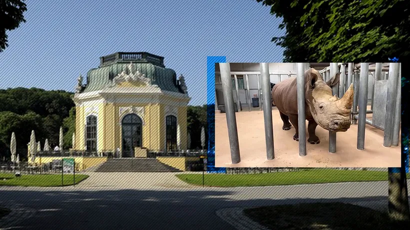 O îngrijitoare de la grădina zoologică din Salzburg a fost UCISĂ de un rinocer