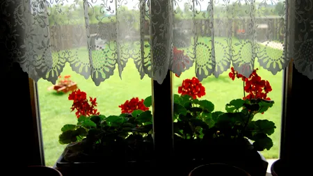 Când se pot scoate MUȘCATELE afară, de fapt. Șase pași pentru a le îngriji adecvat