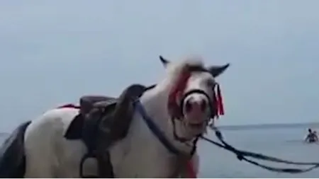 Ponei salvaţi după ce au fost chinuiţi pe plajă, pentru fotografii