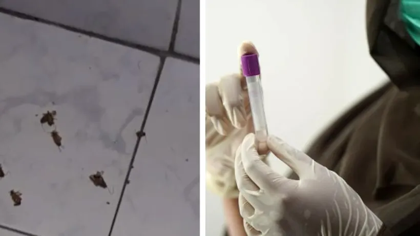 Mărturii de groază dintr-un spital din România: „Îmi băgam hârtie igienică în ureche, să nu mă trezesc cu vreun gândac”
