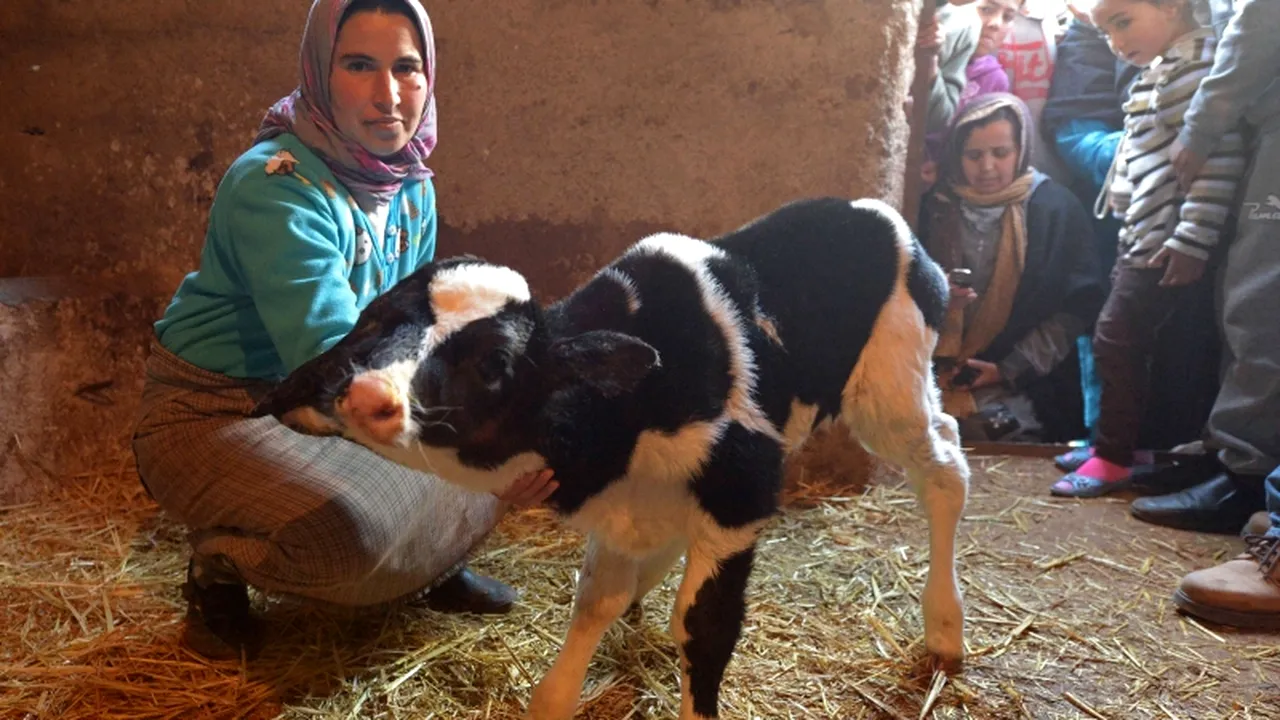 FOTO: Vițelul cu două capete care îi fascinează pe marocani