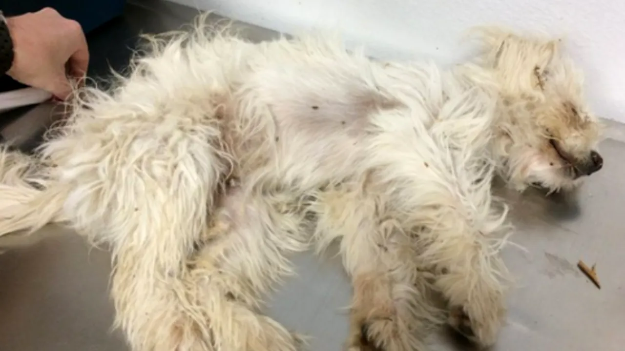 A găsit pe marginea drumului o cățelușă aproape moartă. Ce s-a întâmplat apoi este un miracol