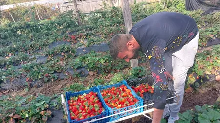 Fermierii caută soluții de reducere a costurilor cu energia. Solariile cu căpșuni, îngropate în pământ