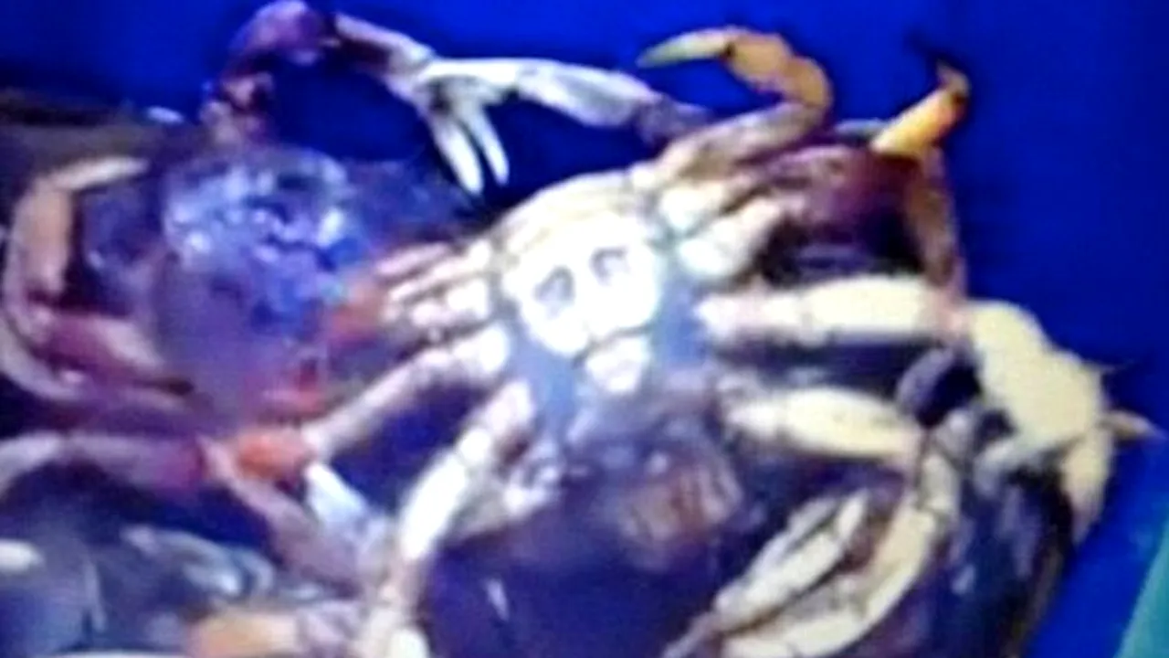 FOTO: Ce vezi în această imagine