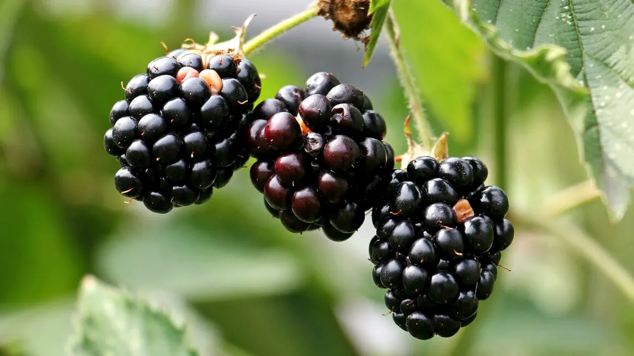 Cum să crești mure în grădină. Trucuri și sfaturi de la specialiști