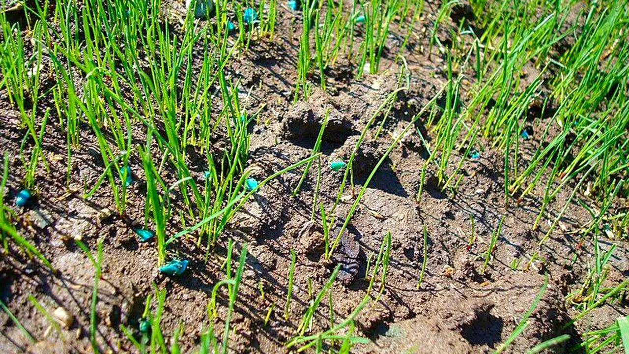 AGRICULTURĂ: Îngrijorare în rândul fermierilor, din cauza țintelor Green Deal. Care este substanța chimică pe care o cer cu insistență agricultorii