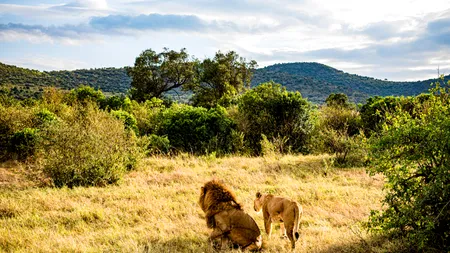 Un COPIL de opt ani a reușit să supraviețuiască printre lei și elefanți, după ce s-a rătăcit de familie