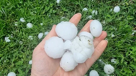 GRINDINĂ de mărimea unei mingi de ping-pong, în județul Dâmbovița. Mai multe livezi și grădini au fost distruse de proiectilele de gheață