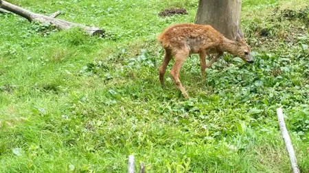 O mașină a lovit o căprioară, în județul Gorj