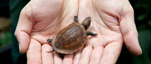 Vernon, țestoasa care ar putea salva o specie. GALERIE FOTO