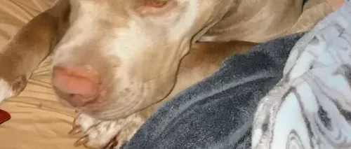 O femeie a fost atacată de propriul câine. Pitbull-ul i-a smuls jumătate de braț: A încercat să mă mănânce de vie