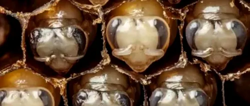 Imagini incredibile. Cum arată primele 21 de zile din viața unei albine