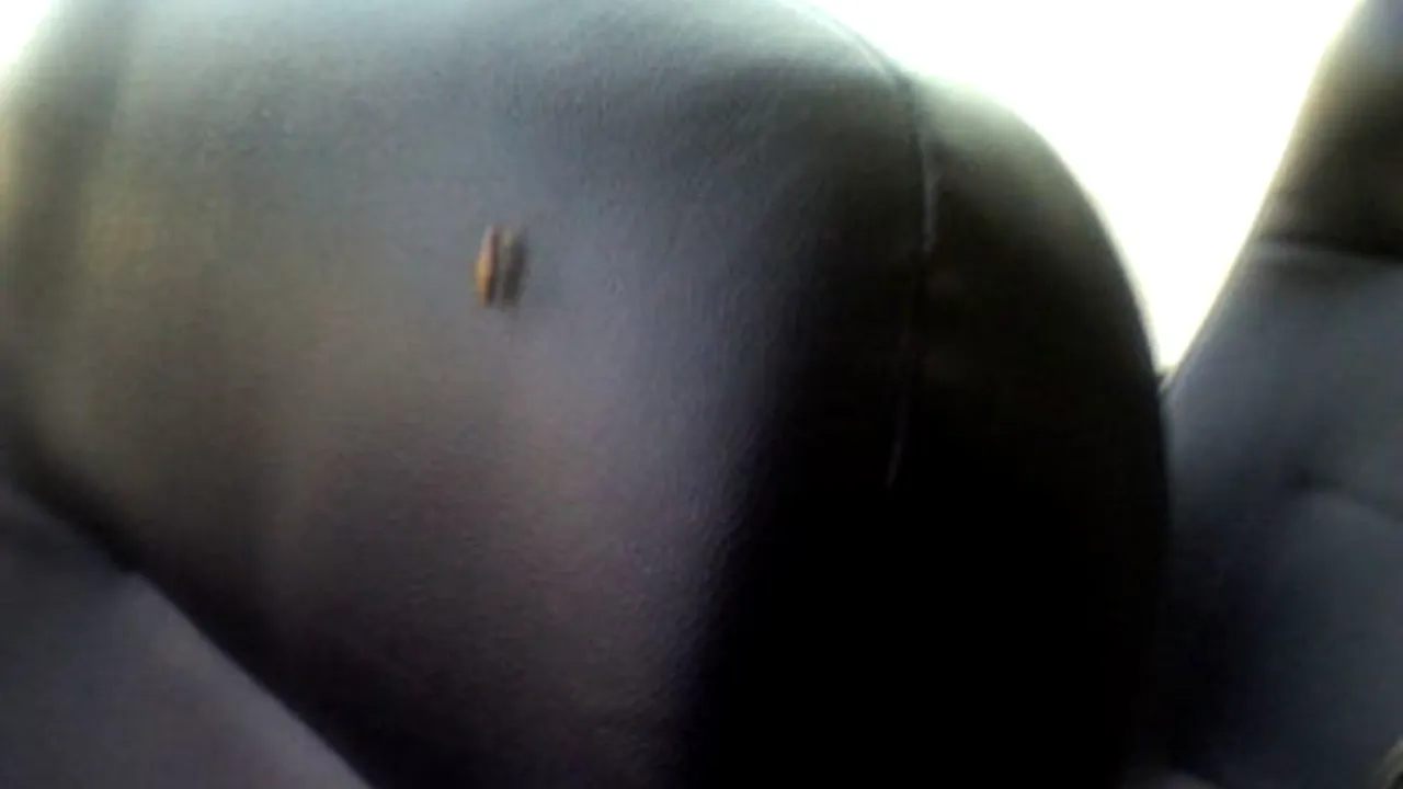 New York-ul, invadat de o specie nouă de gândaci 