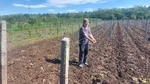 Agricultorii din Dolj sunt DISPERAȚI. Peste 100 de hectare de viță de vie, puse la pământ: „În 10 minute, totul a fost distrus”