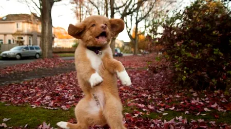 Este Denver cel mai simpatic cățel din lume? GALERIE FOTO