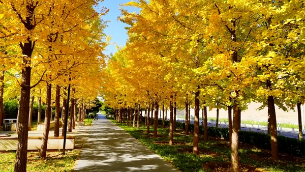Un arbore de ginkgo de 167 de ani, crescut dintr-o sămânță adusă din China, a fost desemnat arborele anului 2026 în statul australian Victoria, după ce a devenit locul preferat pentru nunți în orașul Geelong