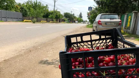 Au apărut renumitele cireșe de mai și se vând pe marginea șoselei. Cât costă un kilogram - VIDEO / FOTO