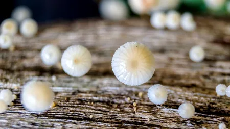 O specie de ciupercă, ce poate provoca o BOALĂ mortală, se răspândește din cauză încălzirii planetei: 