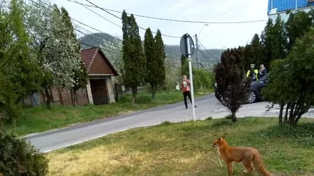 PRINSĂ ÎN FLAGRANT la un filtru rutier/ Cum a reușit „infractoarea” să dispară cu obiectul furat sub ochii polițiștilor