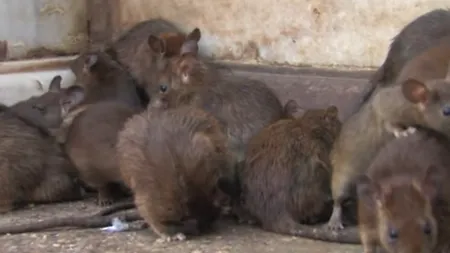 Mai mulți șobolani, filmați lângă Primăria Arad. USR: Avem un FOCAR DE INFECȚIE, un RISC pentru sănătatea publică