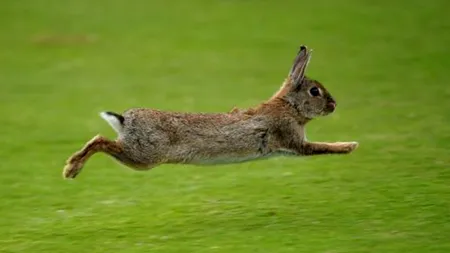 Zodiacul chinezesc, 31 august - 6 septembrie 2020. „Iepurii” se bucură de multă energie