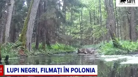 Imagini rare într-o pădure din Polonia. Doi lupi NEGRI au fost suprinși în timp ce traversau un pârâu