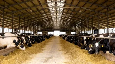 China deschide larg uşa produselor lactate din România. Producătorii români vor avea acces la o piaţă de 70 de miliarde de dolari