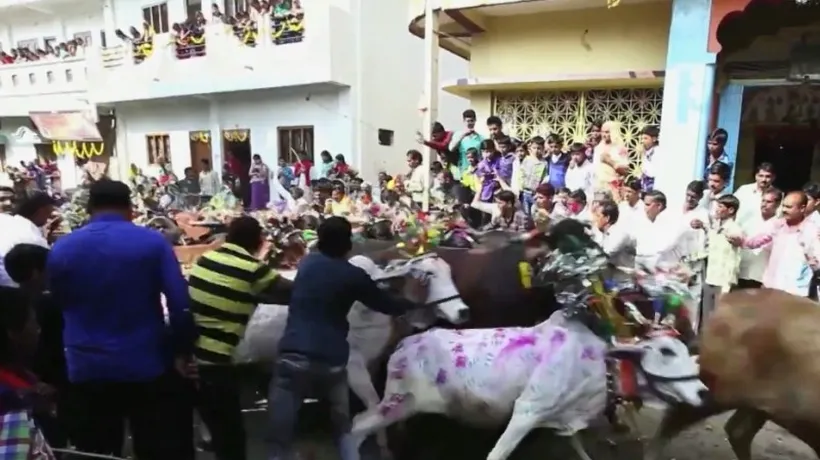 Ritual ciudat în India: zeci de bărbați s-au lăsat călcați de vaci
