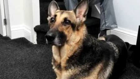 Cum a salvat un ciobănesc german de la moarte un nou-născut