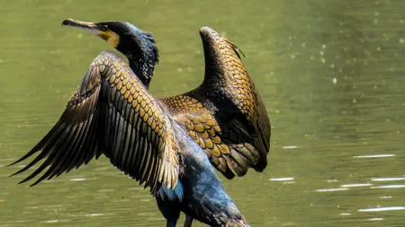 Daea revine la subiectul cormoranilor: Avem 100.000, nu trebuie să fie mai mulți de câteva mii 