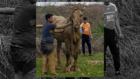 Imagini emoționante: Un cal căzut într-un canal, salvat de pompierii din Sibiu