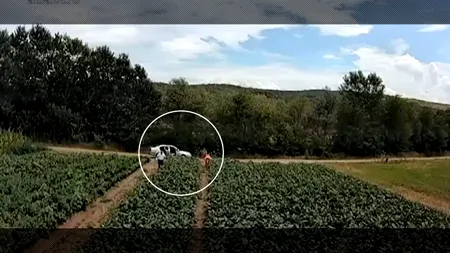 Ce fură politicienii de rând. Consilerul Florea Dumitru din Teiuș CULEGE vinete de la alegători