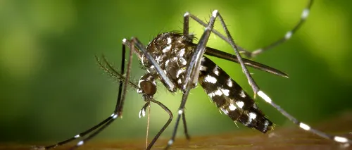 CORONAVIRUS. Oamenii de știință au studiat dacă virusul SARS-CoV-2 se transmite prin înțepătura de țânțar