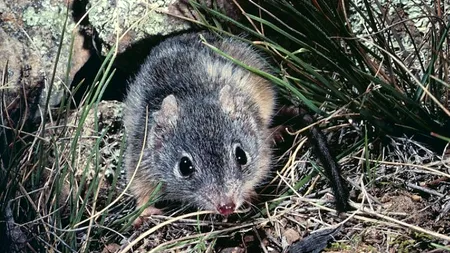 Ritualul ciudat de împerechere al acestei specii. Ce pățesc masculii la final